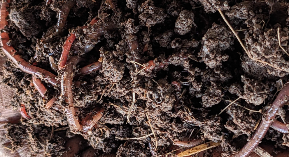 Calcutta Rescue's Unique Project: Vermicomposting